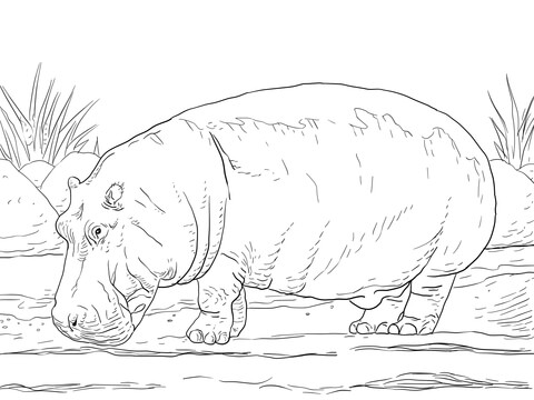 Hippopotamus Amphibius Coloring Page